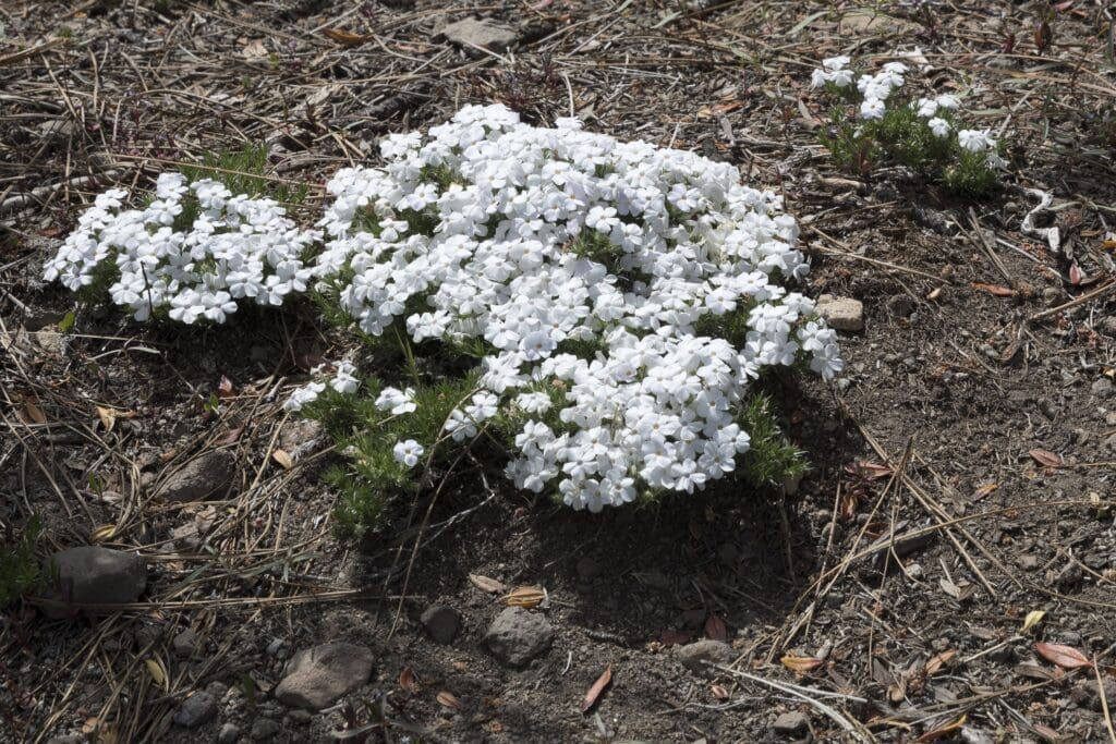 Phlox